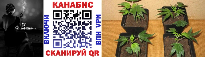 гидра вход  Сольвычегодск  Бошки марихуана конопля 